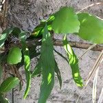 Epiphyllum oxypetalum Leht