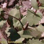 Senecio flavus Arall