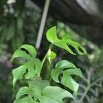 Monstera minima List