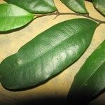 Brosimum guianense Leaf