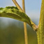 Helianthus silphioides Кара