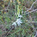 Anthericum liliago Flor