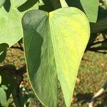 Bauhinia monandra Hoja