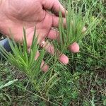 Asclepias verticillata Blad