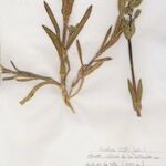 Cerastium perfoliatum आदत