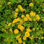 Lantana camaraBlodyn