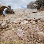 Colchicum pusillum Habitus