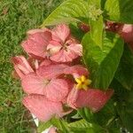Mussaenda philippica 花