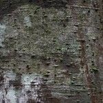 Ocotea ceanothifolia Bark