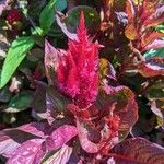 Celosia argenteaFlower