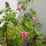 Rosa abietina Altul/Alta