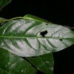 Piper cyanophyllum Levél