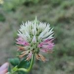 Trifolium vesiculosum Blodyn