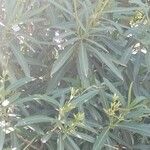 Nerium oleander পাতা