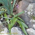 Scilla haemorrhoidalis Habit