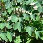 Thalictrum macrocarpum 花