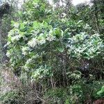 Alstonia costata Hábito