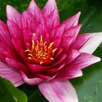 Nymphaea candida Flower