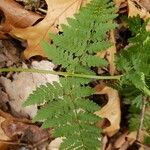 Dryopteris intermedia 葉