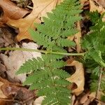 Dryopteris intermedia Hoja