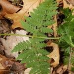 Dryopteris intermedia Blad