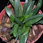 Maxillaria brachybulbon Іншае