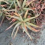 Aloe arborescensᱥᱟᱠᱟᱢ