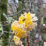 Edgeworthia chrysantha Blomst