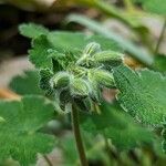 Geranium renardii Other