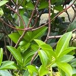 Daphne pontica പുറംതൊലി