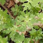 Hydrophyllum virginianum Hoja