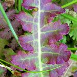 Pedicularis sceptrum-carolinum Folio