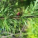 Larix laricina Плод