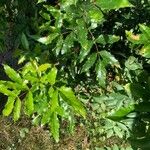 Berberis aquifolium Folha