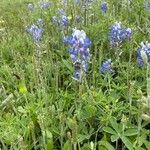 Lupinus subcarnosus Flower