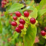 Hypericum androsaemum Плід