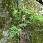 Dicentra eximia Habitus