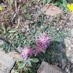 Centaurea raphanina Çiçek