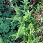 Penstemon hartwegii Yeri