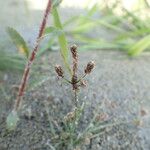 Fimbristylis autumnalis Fruit