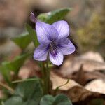 Viola rostrata Habit