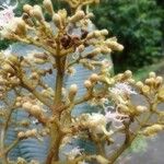 Miconia biglandulosa