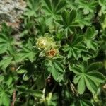 Potentilla nivalis Egyéb