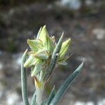 Helianthemum syriacum Fiore