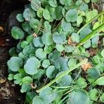 Saxifraga hirsuta Hábito