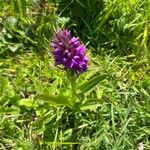 Dactylorhiza majalis 花