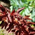 Melianthus major Λουλούδι