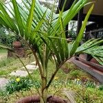 Cocos nucifera Leaf