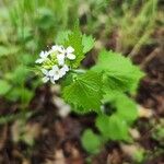 Alliaria petiolataFlower