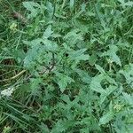 Sisymbrium officinale Habit